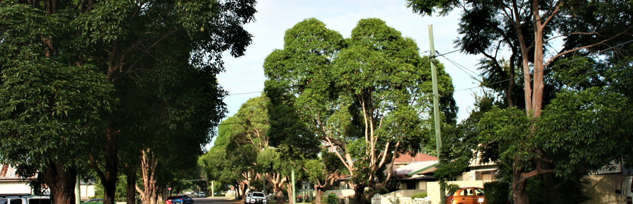 A street of matured trees providing shade.